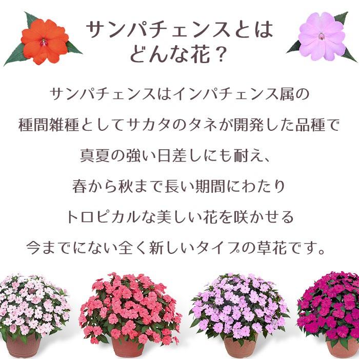 予約商品 サンパチェンス パッションオレンジ 12号 サカタのタネ インパチェンス 鉢植え 夏の暑さに負けない花 Sakata 001 Style1187 通販 Yahoo ショッピング