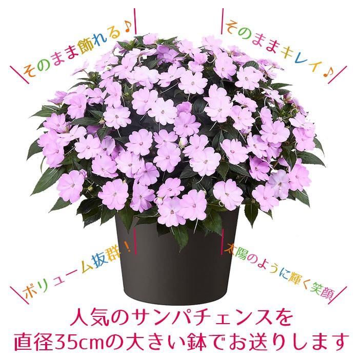 予約商品 サンパチェンス オーキッド 12号 サカタのタネ インパチェンス 鉢植え 夏の暑さに負けない花 Sakata 002 Style1187 通販 Yahoo ショッピング