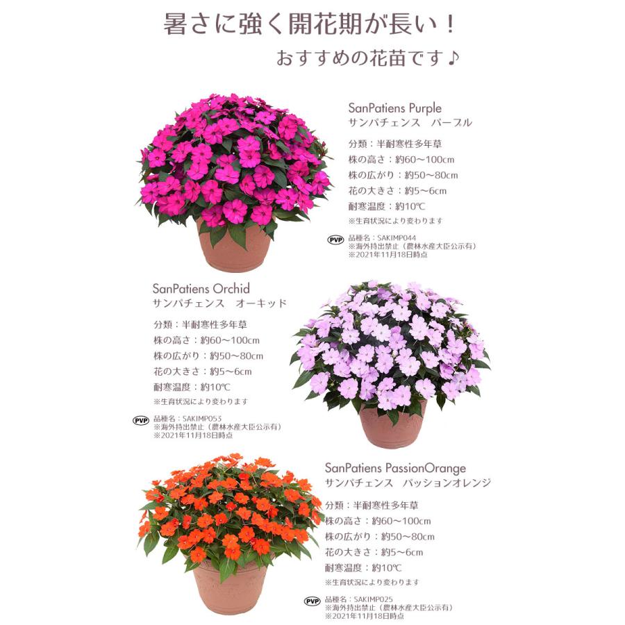 予約商品 花苗 春 サンパチェンス 3ポットセット サカタのタネ 栄養系 送料無料 沖縄 離島を除く Sakata 009 Style1187 通販 Yahoo ショッピング