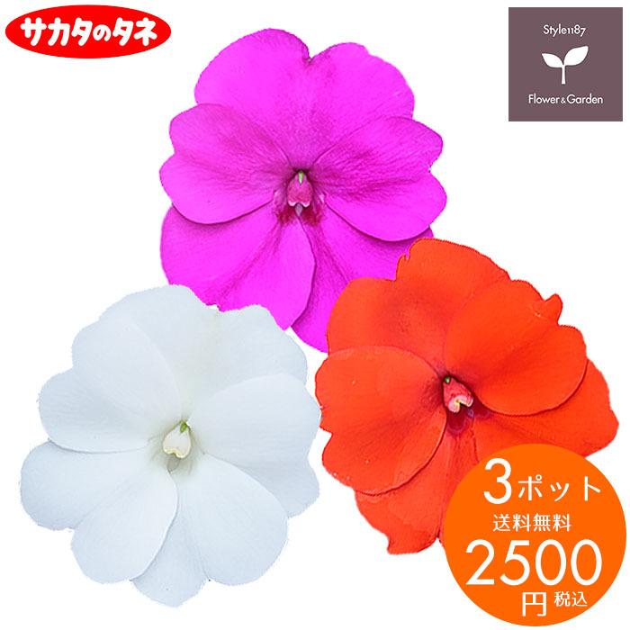 花苗 春 サンパチェンス サンパティオ 3ポットセット サカタのタネ 栄養系 送料無料 沖縄