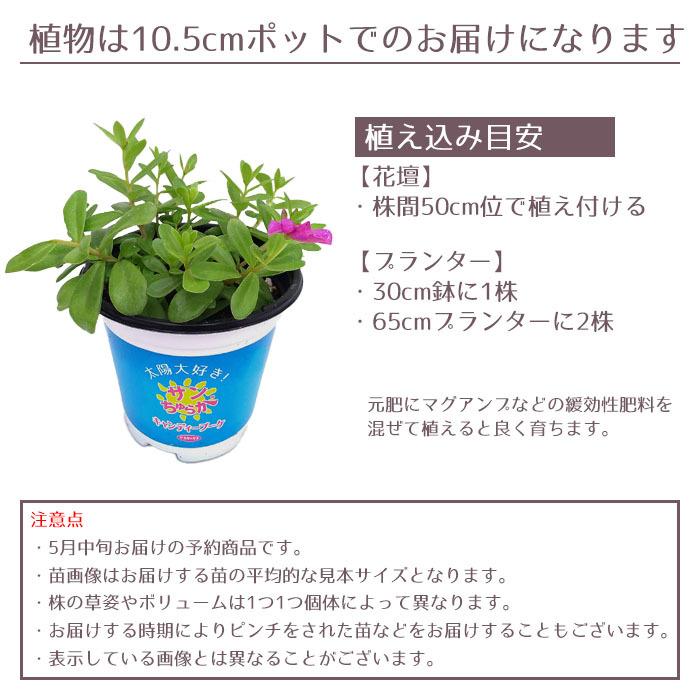 予約商品 花苗 春 サンちゅらか キャンディーブーケ 3ポットセット サカタのタネ 栄養系 送料無料 沖縄 離島を除く Sakata 012 Style1187 通販 Yahoo ショッピング