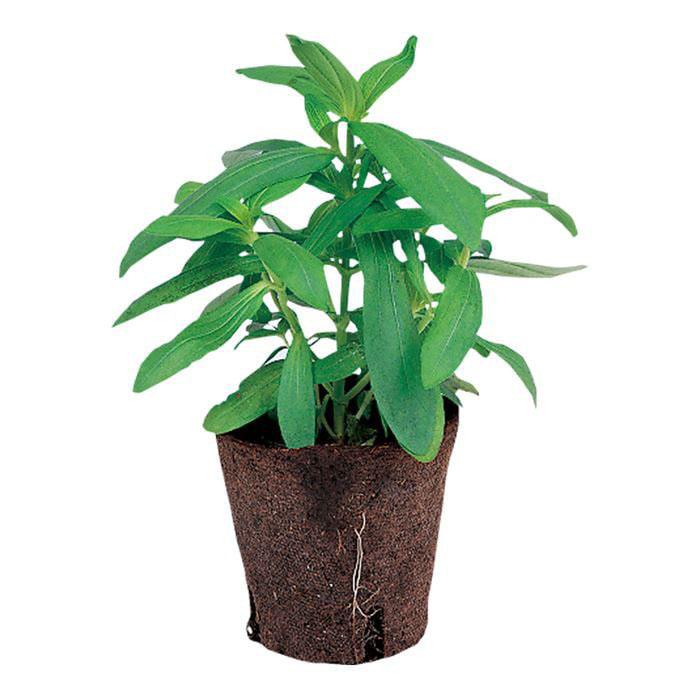 そのまま植えられるエコポット ジフィーポット 8cm 30個 【資材 送料