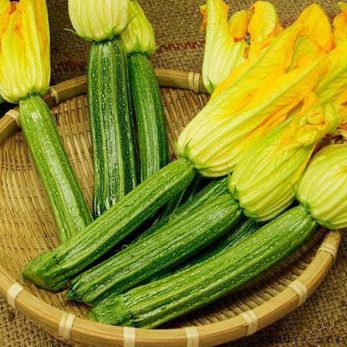 超安い野菜のタネ ステラ2（ズッキーニ） イタリアの珍しい種を送料無料でお届け!! 果菜