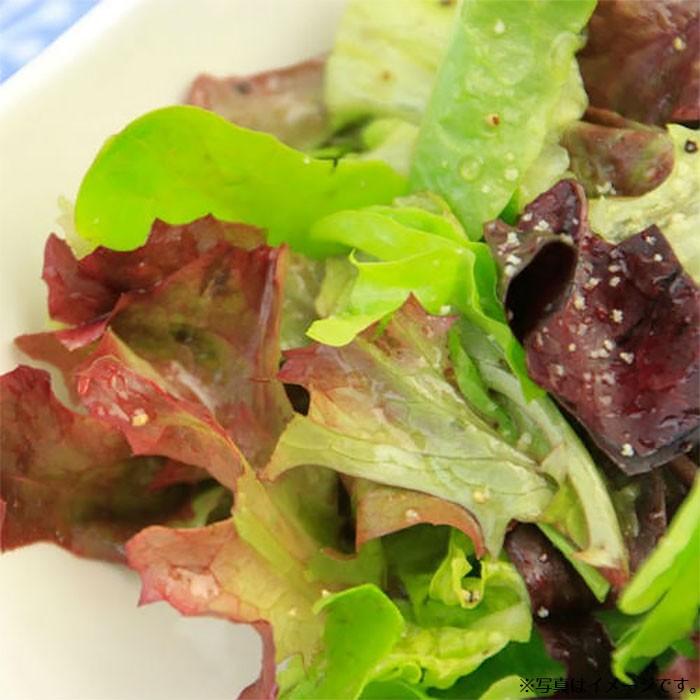 野菜のタネ フィオレット レタスミックス イタリアの珍しい種を送料無料でお届け Tane 023 Style1187 通販 Yahoo ショッピング