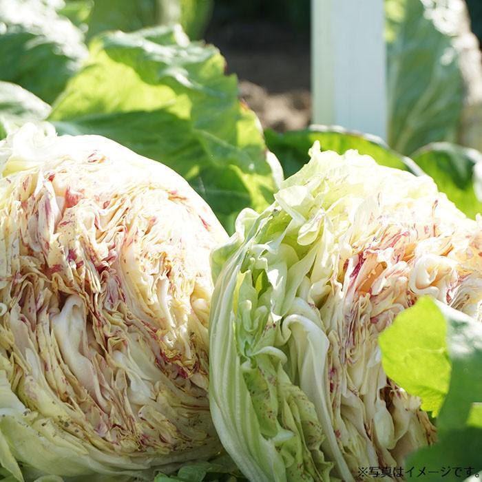 1000円ポッキリ 野菜のタネ ラディキオセット イタリアの珍しい野菜のタネ3種類を送料無料でお届け Tane 034 Style1187 通販 Yahoo ショッピング