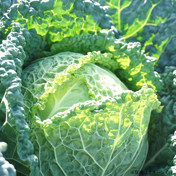 1000円ポッキリ 野菜のタネ キャベツセット イタリアの珍しい野菜のタネ3種類を送料無料でお届け Tane 036 Style1187 通販 Yahoo ショッピング