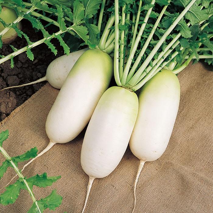 野菜 Rita55 野菜の種 実咲野菜5017 食べきりミニ大根 ころっ娘 : STYLE1187 - 通販