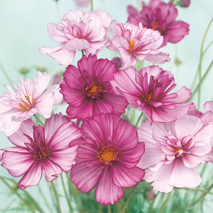 花の種 実咲花5178 コスモスレッドイリュージョン : STYLE1187 - 通販