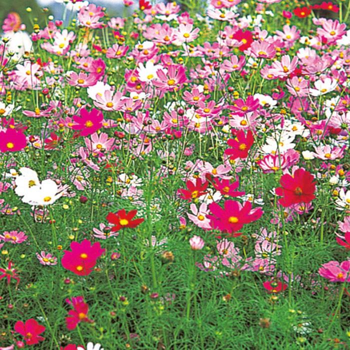 花の種 実咲花7187 コスモス美色混合 : STYLE1187 - 通販 - Yahoo