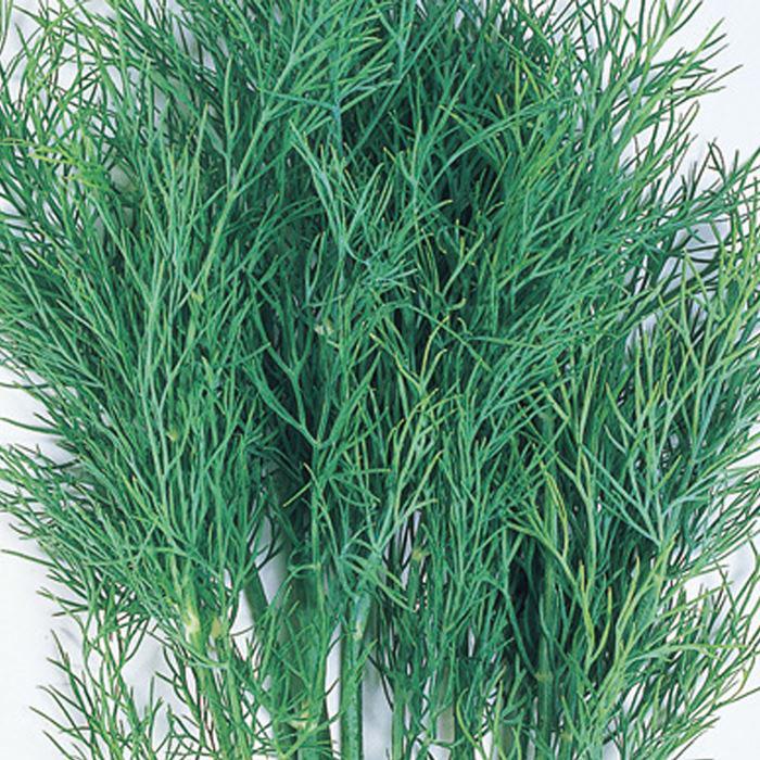 無農薬 一 二年草 ディル イノンド 種 80粒 ハーブ Fodexpo Com Co