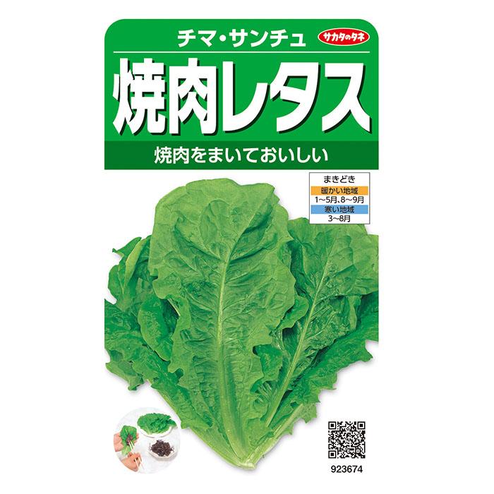 野菜の種 実咲野菜3674 焼肉レタス（緑） チマ・サンチュ : STYLE1187
