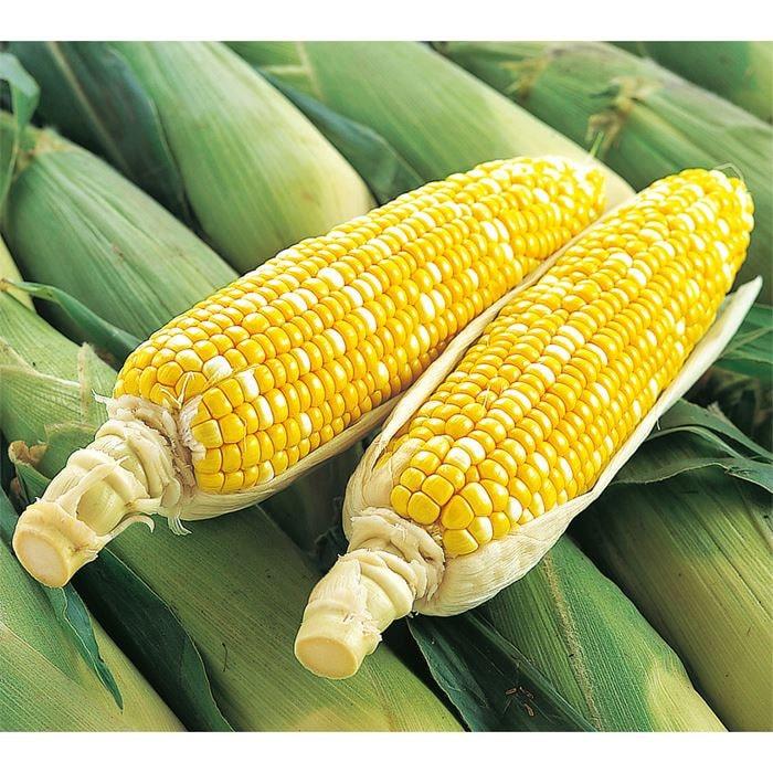 野菜の種 実咲野菜1212 トウモロコシ ゆめのコーンビッグ85