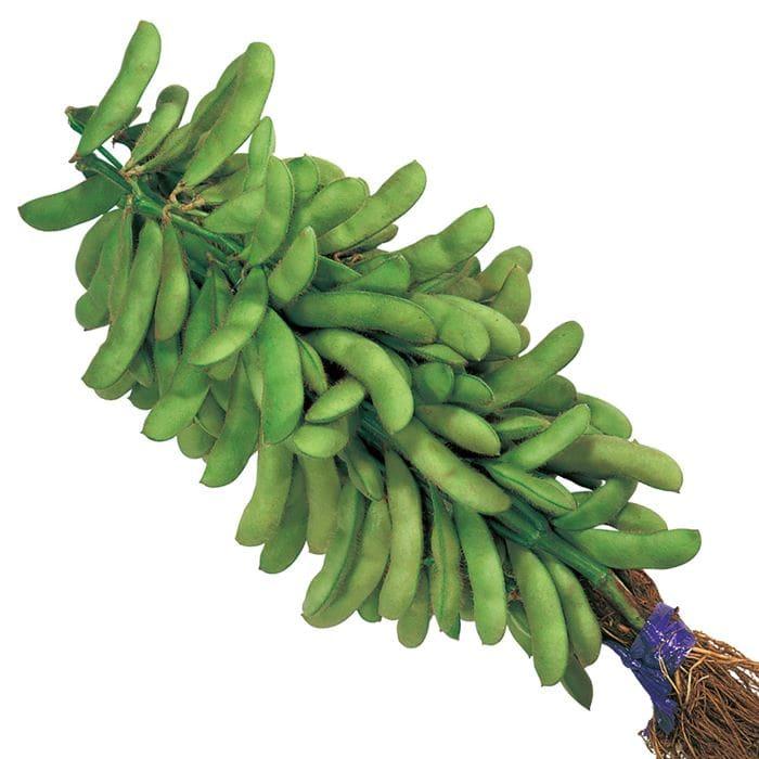 野菜の種 実咲野菜7373 極早生多収穫枝豆 天ヶ峰 : STYLE1187 - 通販