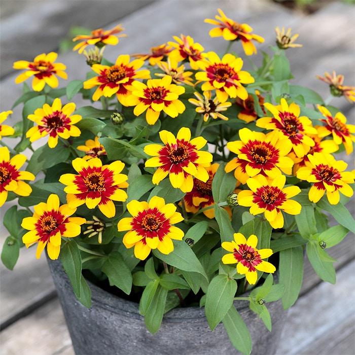 花の種 実咲花6754 暑さOK ジニア プロフュージョン レッドイエロー