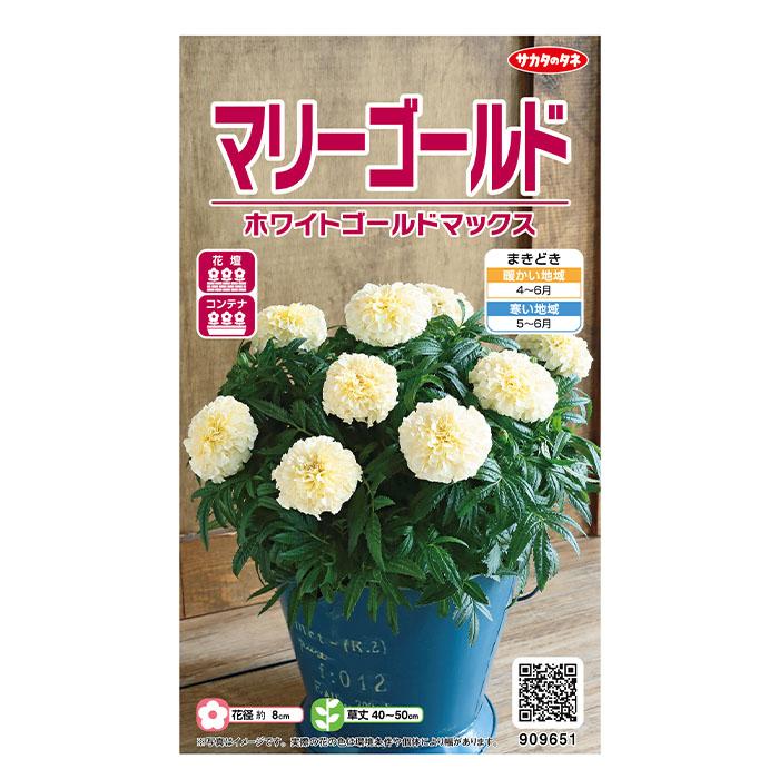 マリーゴールド様 花の種 実咲花9651 マリーゴールド ホワイトゴールド マックス