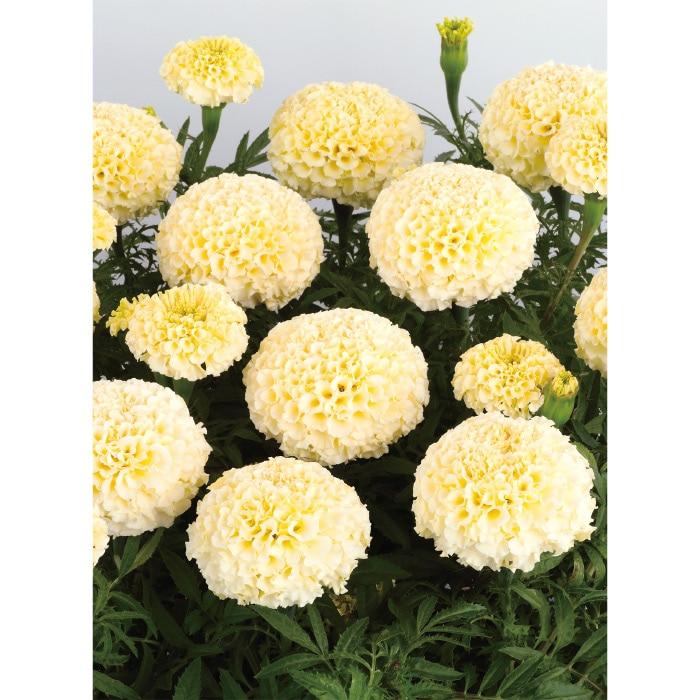 花の種 実咲花9651 マリーゴールド ホワイトゴールド マックス