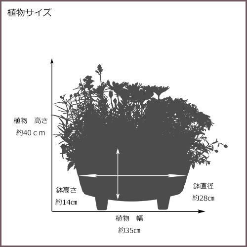 季節の寄せ植え 夏 おしゃれなタル型鉢 白 敬老の日などのギフトやプレゼントにも最適 送料無料 沖縄 離島を除く Yose 02 Style1187 通販 Yahoo ショッピング