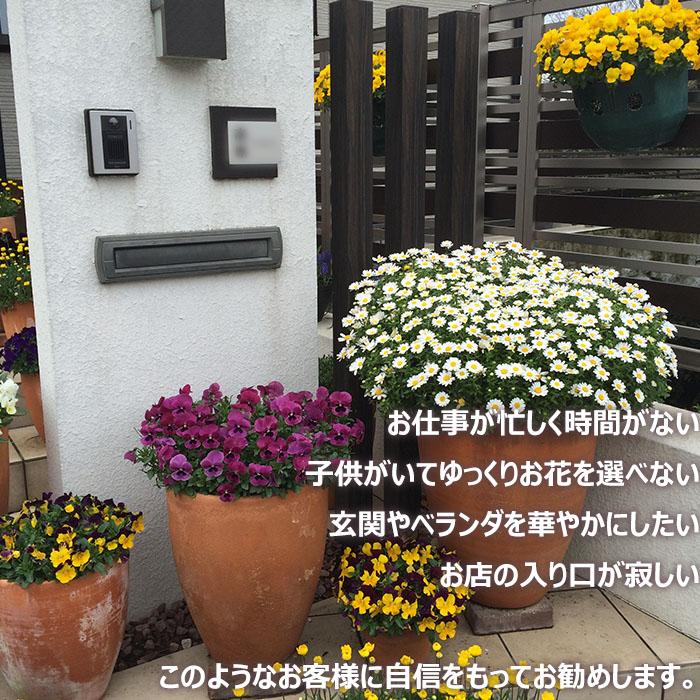 季節の寄せ植え 春夏 おしゃれなタル型鉢 白 ギフトやプレゼントにも