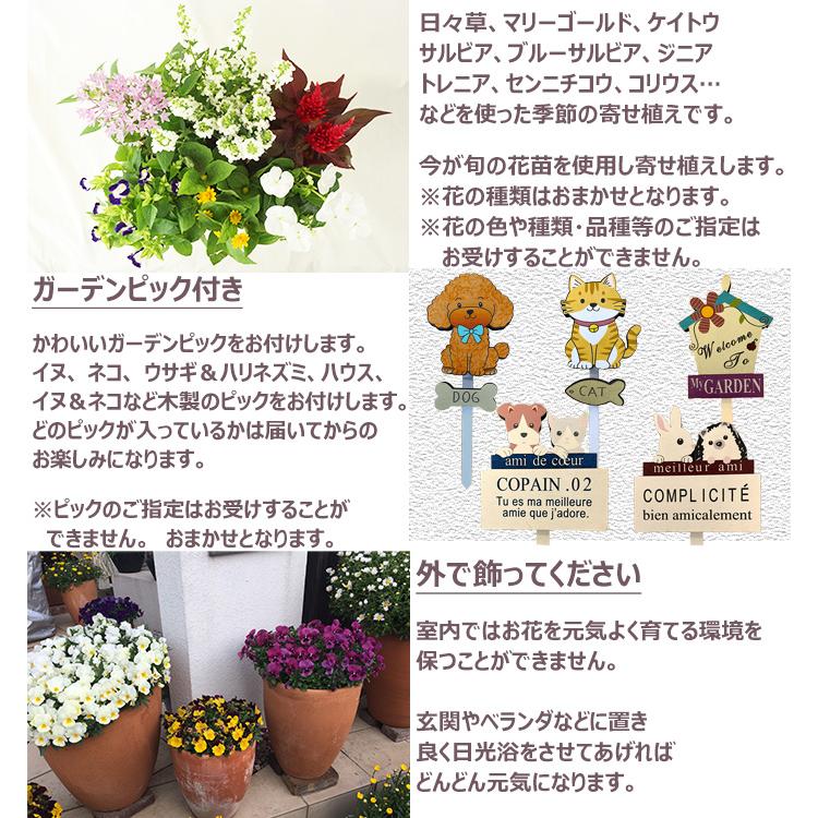 季節の寄せ植え 春夏 アンティーク調スクエアプランター ブラウン