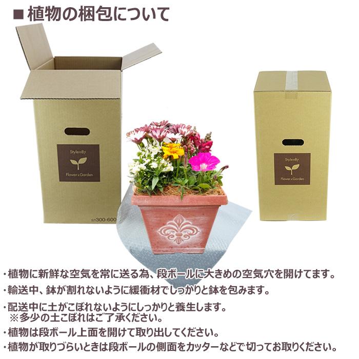 季節の寄せ植え 春夏 アンティーク調スクエアプランター ブラウン