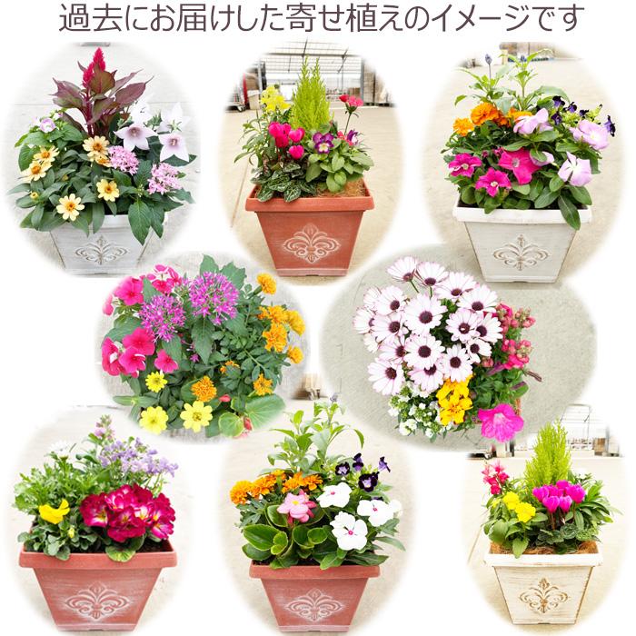 季節の寄せ植え 春夏 アンティーク調スクエアプランター ブラウン