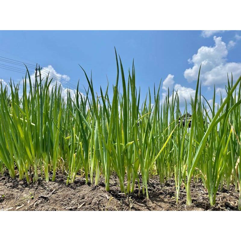 九条ネギ 2kg送料無料 岐阜県産 ねぎ 葉ネギ 根付き 苗 業務用に