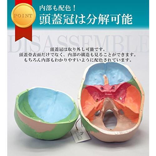Fellezza 頭蓋骨 可動式頭蓋模型 歯模型 骨格 分解可能 実物大 S 0816 Style Color Store 通販 Yahoo ショッピング