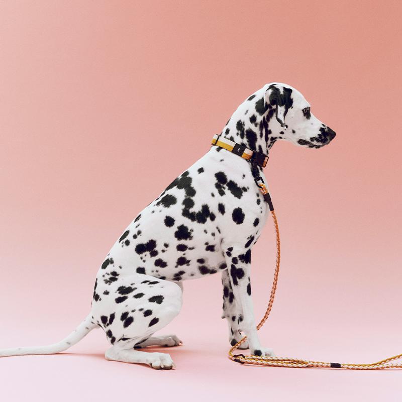 正規販売店】HAY Dogs Collar Flat #S/M《2025SS》ヘイ 犬 首輪 犬首輪
