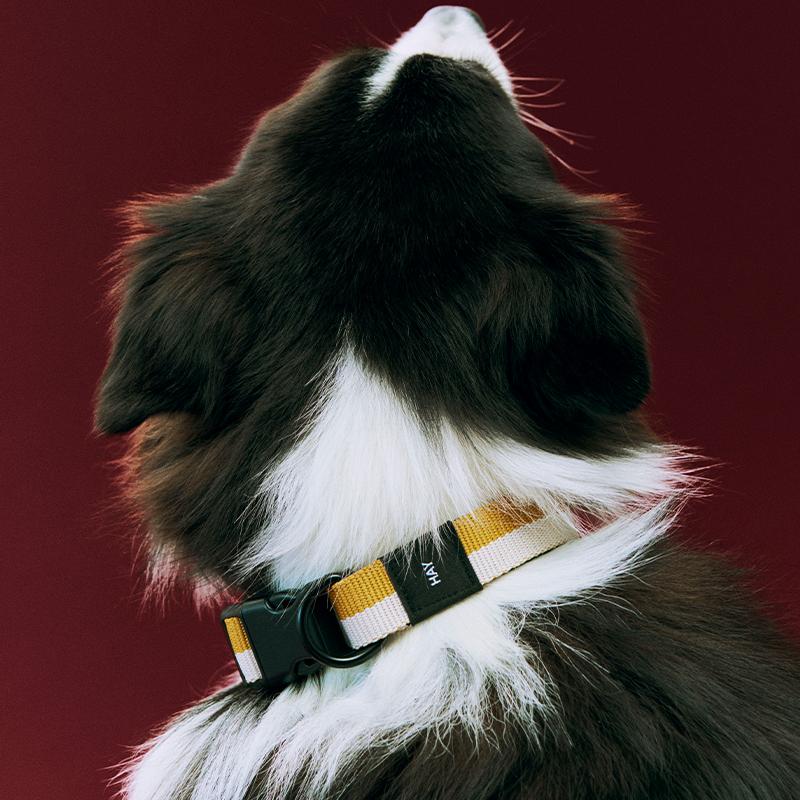 正規販売店】HAY Dogs Collar Flat #S/M《2025SS》ヘイ 犬 首輪 犬首輪