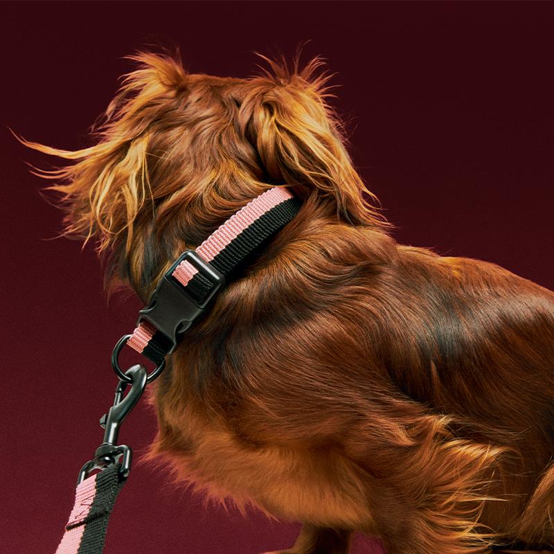 正規販売店】HAY Dogs Collar Flat #S/M《2025SS》ヘイ 犬 首輪 犬首輪