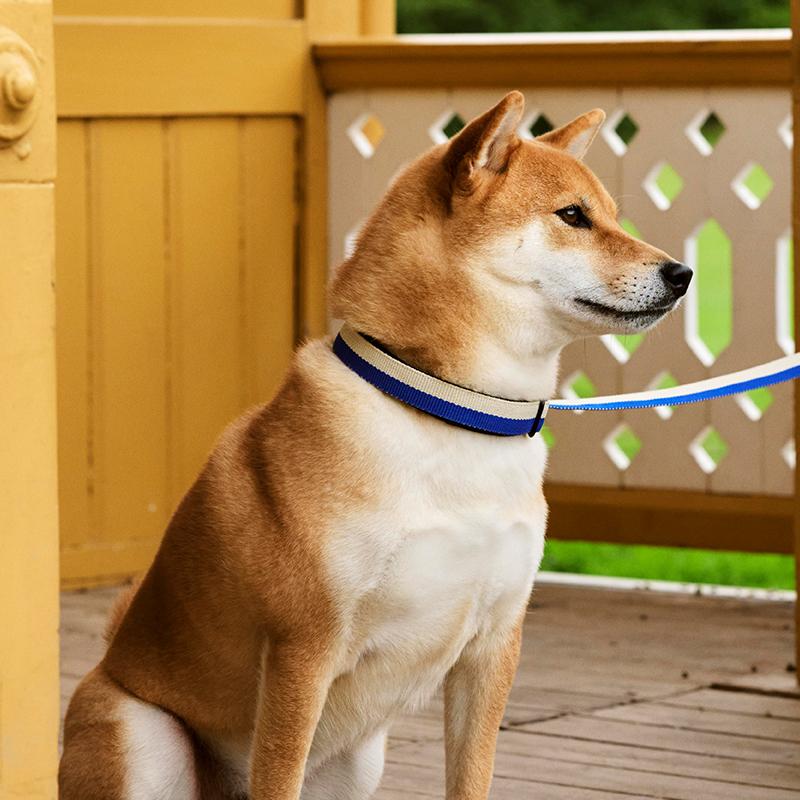 ブルー 《30%OFF》【正規販売店】HAY Dogs Collar Flat #S/M ヘイ 首輪