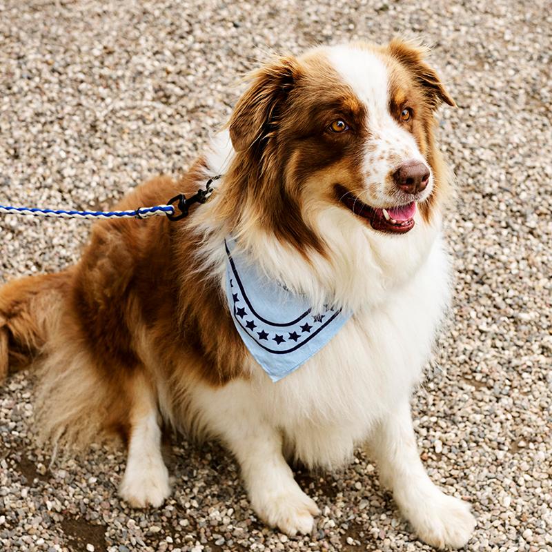 正規販売店】HAY Dogs Scarf 犬 バンダナ スカーフ 55×55cm ペット