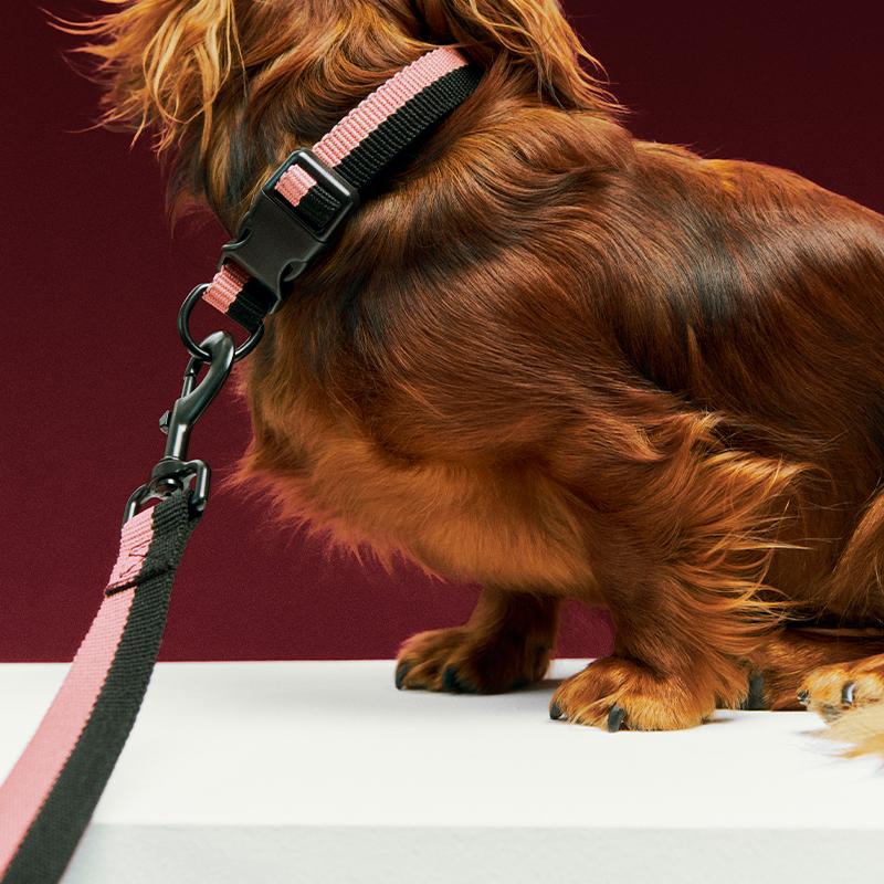 正規販売店】HAY Dogs Leash Flat ヘイ 犬 リード 160cm 犬用 小型犬