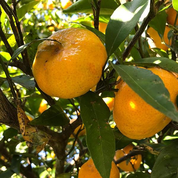 自然農法 無化学肥料 無農薬ハーブ スパイス 漢方 陳皮 クネンボ オレンジピール ノビレチン 十吉みかん皮 鹿児島県志布志 村留ハーブ園 Muras 006 Suayースアイ 通販 Yahoo ショッピング