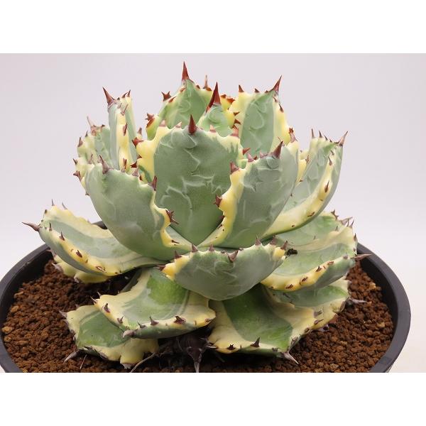 王妃兜蟹錦　丸鉢(直径18cm)【Agave　アガベ】 直径18cm Agave　アガベ
