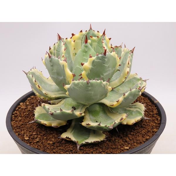 王妃兜蟹錦　丸鉢(直径18cm)【Agave　アガベ】 直径18cm Agave　アガベ