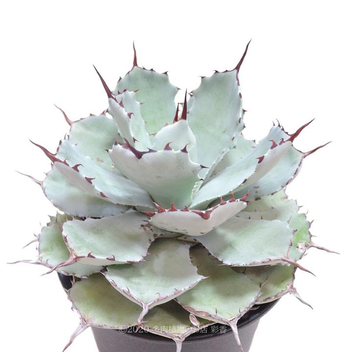 アガベ 吉祥冠 : 多肉植物のお店 彩香 Yahoo!店 - 通販 - Yahoo