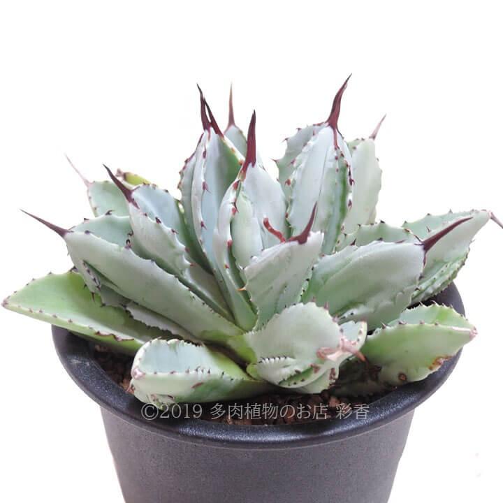 アガベ キュービック : 多肉植物のお店 彩香 Yahoo!店 - 通販 - Yahoo