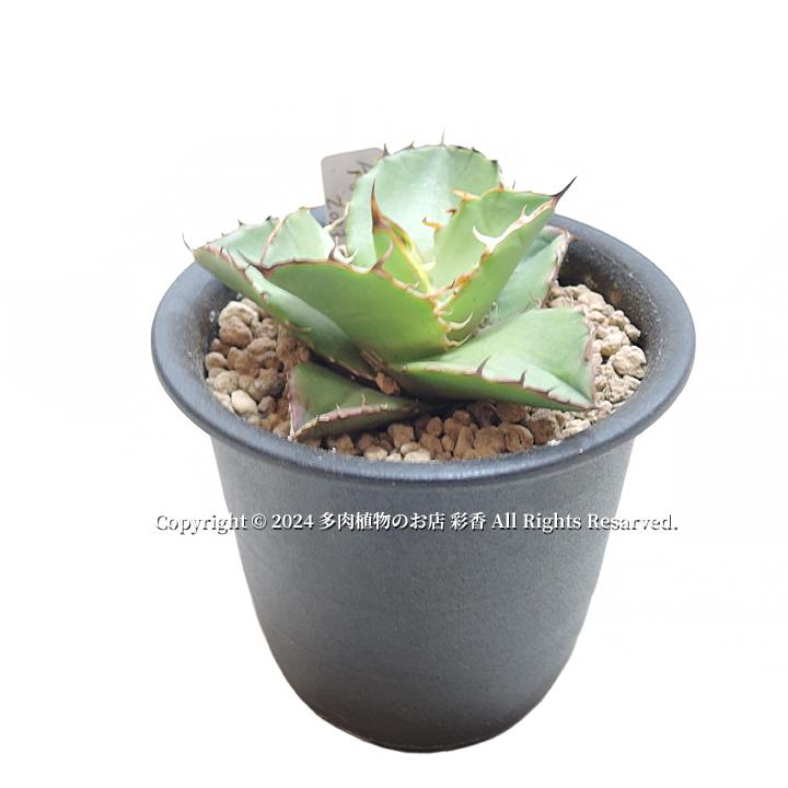 アガベ オテロイ : 多肉植物のお店 彩香 Yahoo!店 - 通販