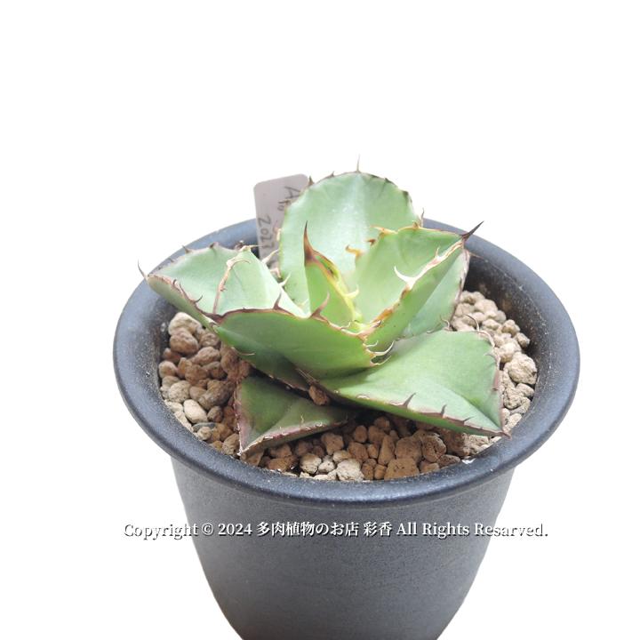 アガベ　オテロイ　特大株　送料込み アガベ オテロイ 大株 送料込み