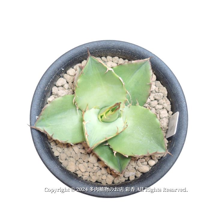 アガベ オテロイ : 多肉植物のお店 彩香 Yahoo!店 - 通販 - Yahoo