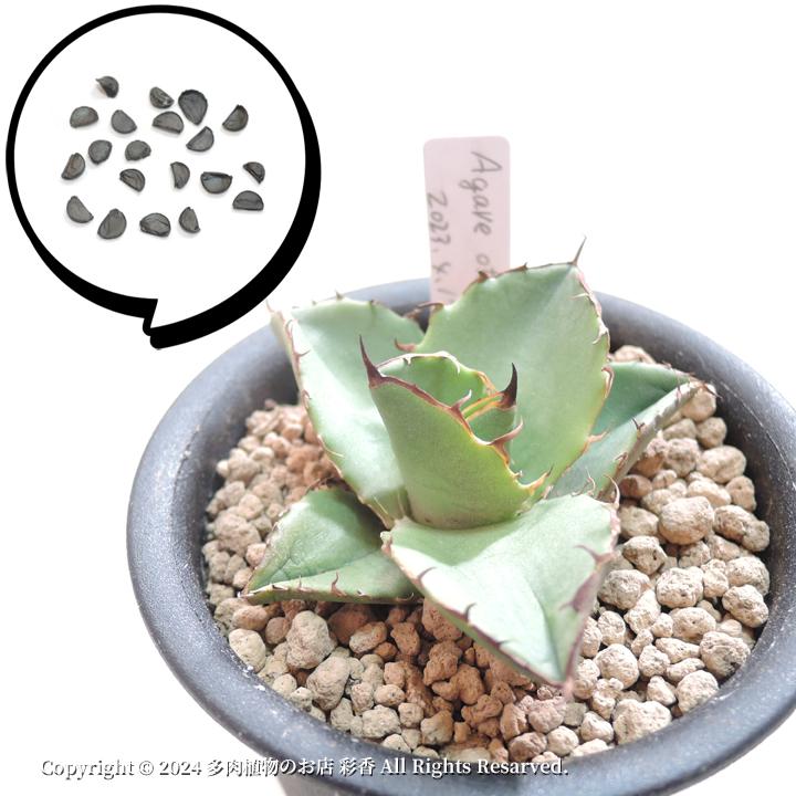 アガベ オテロイ 種子 500粒 NEW‼️アガベ オテロイ種子 500粒 アガベ オテロイ 種子 30粒 Agave