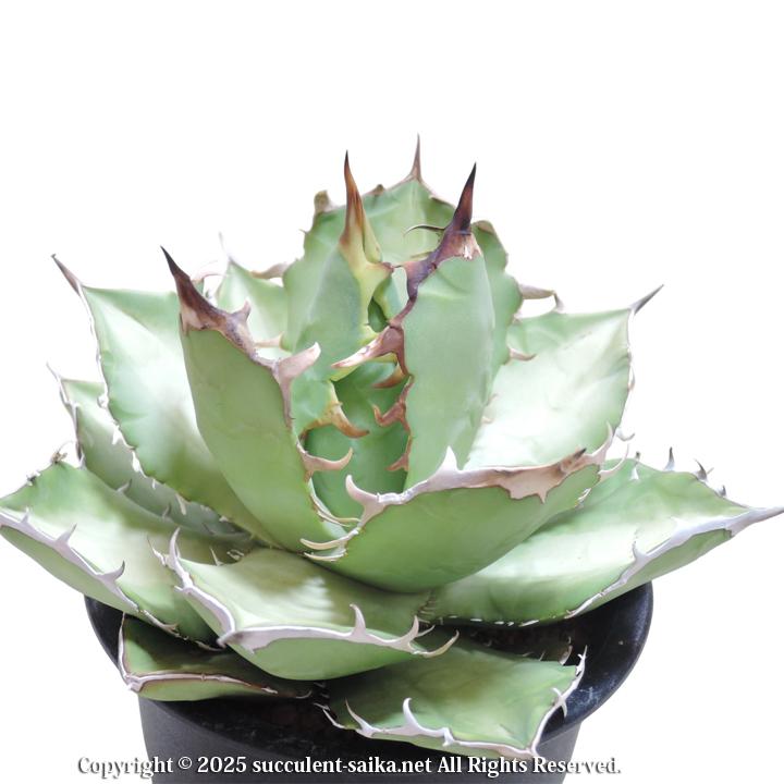 アガベ オテロイ : 多肉植物のお店 彩香 Yahoo!店 - 通販 - Yahoo
