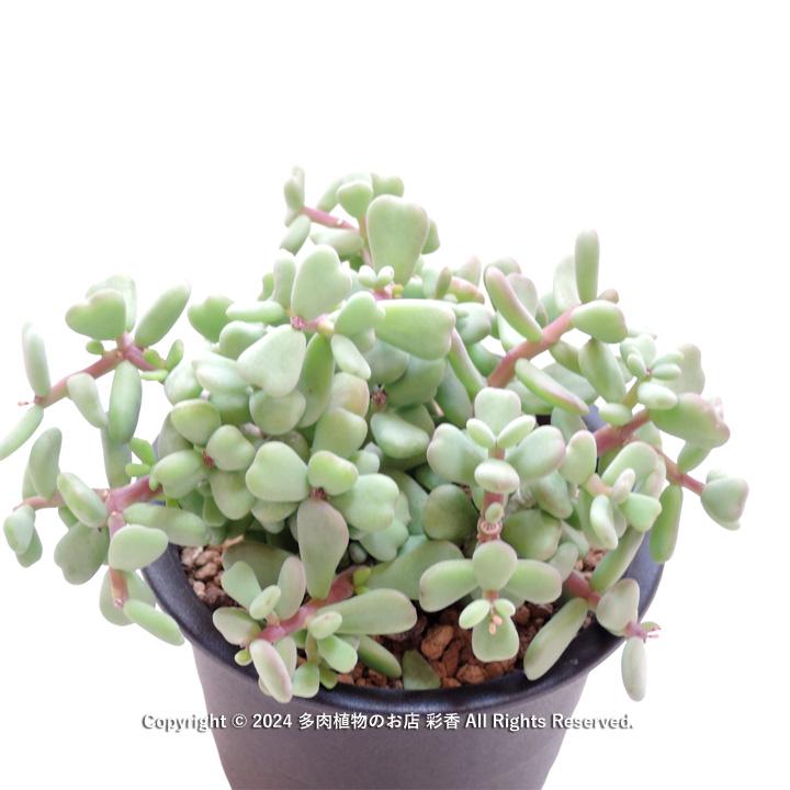 【フォロワー200人記念・サービス品】ごん太 ケラリア・ピグマエア/鉢ごと発送 フォロワー200人記念・サービス品】ごん太 ケラリア・ピグマエア