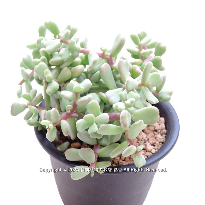 ケラリアピグマエア isla del pescado - Ceraria pygmaea-ケラリア・ピグマエア