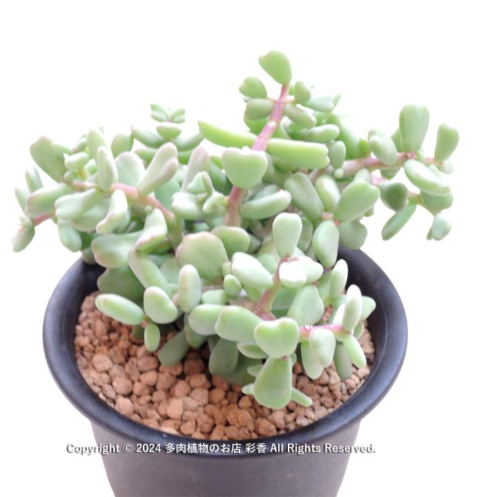 ケラリア ピグマエア : 多肉植物のお店 彩香 Yahoo!店 - 通販 - Yahoo