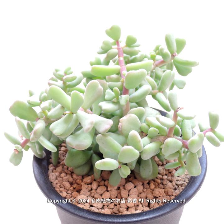 た*ち様 オークション！ 大株 ケラリア ピグマエア 現地株 微発根 芽吹き 現 オークション！ 大株 ケラリア ピグマエア 現地株 微発根 芽吹き