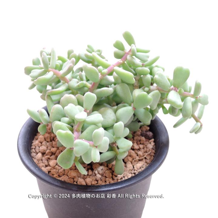 Y*o様 ケラリアピグマエア③ 現地株 塊根植物 多肉植物 観葉植物 ワンままさん専用 ケラリアピグマエア 現地株 発根済み鉢付き