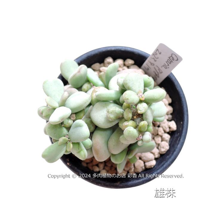 ケラリア ピグマエア 雄雌セット : 多肉植物のお店 彩香 Yahoo