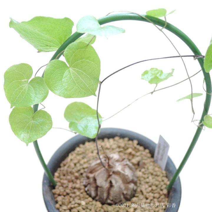 亀甲竜 Dioscorea elephantipes｜succulent-saika